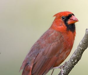 Preview wallpaper red cardinal, branch, bird, feathers