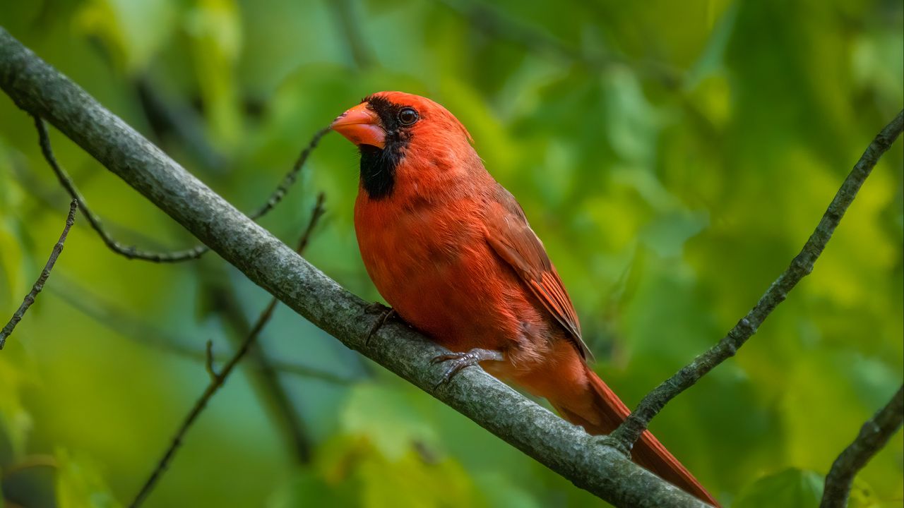 Wallpaper red cardinal, cardinal, bird, feathers, branch