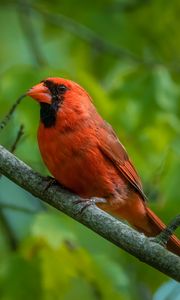 Preview wallpaper red cardinal, cardinal, bird, feathers, branch