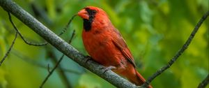 Preview wallpaper red cardinal, cardinal, bird, feathers, branch