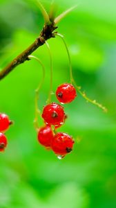 Preview wallpaper red currant, berries, drops, water, macro, red