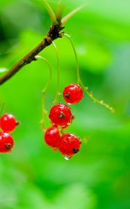 Preview wallpaper red currant, berries, drops, water, macro, red