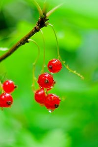 Preview wallpaper red currant, berries, drops, water, macro, red