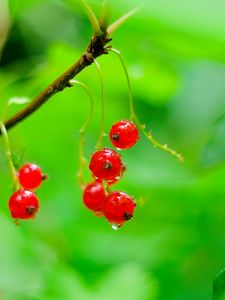 Preview wallpaper red currant, berries, drops, water, macro, red