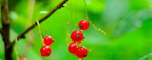 Preview wallpaper red currant, berries, drops, water, macro, red