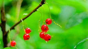 Preview wallpaper red currant, berries, drops, water, macro, red