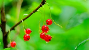 Preview wallpaper red currant, berries, drops, water, macro, red