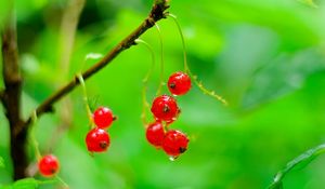 Preview wallpaper red currant, berries, drops, water, macro, red