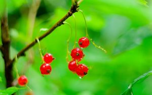 Preview wallpaper red currant, berries, drops, water, macro, red