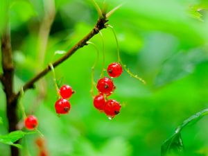 Preview wallpaper red currant, berries, drops, water, macro, red