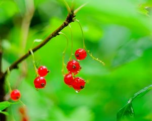 Preview wallpaper red currant, berries, drops, water, macro, red