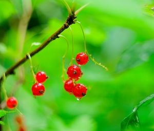 Preview wallpaper red currant, berries, drops, water, macro, red