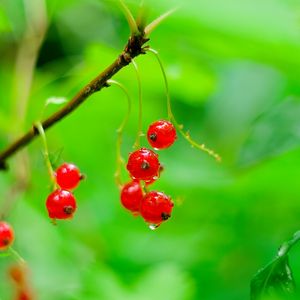 Preview wallpaper red currant, berries, drops, water, macro, red