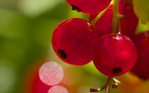 Preview wallpaper red currant, berries, macro, red
