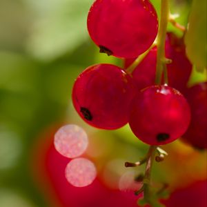 Preview wallpaper red currant, berries, macro, red