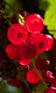 Preview wallpaper red currant, berries, red, blur, macro