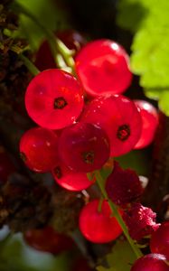 Preview wallpaper red currant, berries, red, blur, macro