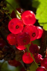 Preview wallpaper red currant, berries, red, blur, macro