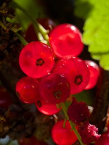 Preview wallpaper red currant, berries, red, blur, macro