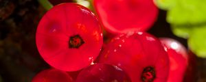 Preview wallpaper red currant, berries, red, blur, macro