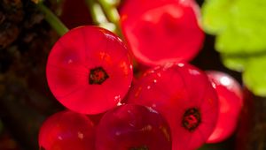 Preview wallpaper red currant, berries, red, blur, macro