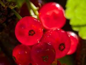 Preview wallpaper red currant, berries, red, blur, macro