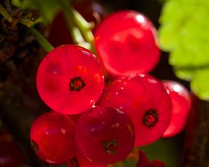 Preview wallpaper red currant, berries, red, blur, macro