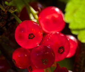 Preview wallpaper red currant, berries, red, blur, macro