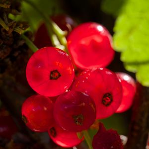 Preview wallpaper red currant, berries, red, blur, macro