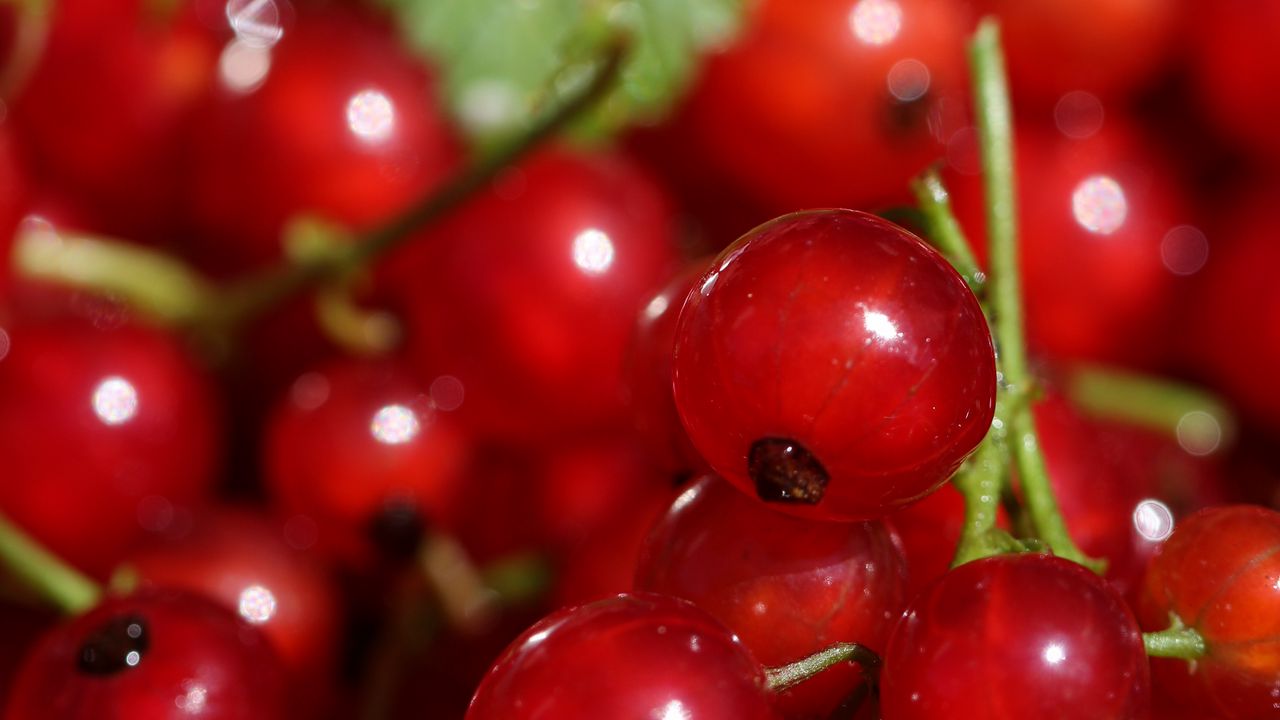 Wallpaper red currant, berries, red, macro