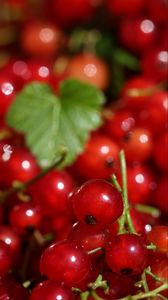 Preview wallpaper red currant, berries, red, macro