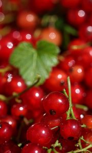 Preview wallpaper red currant, berries, red, macro