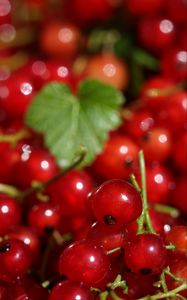 Preview wallpaper red currant, berries, red, macro