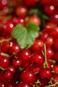 Preview wallpaper red currant, berries, red, macro