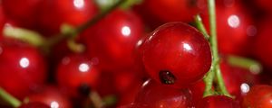 Preview wallpaper red currant, berries, red, macro