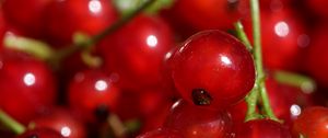 Preview wallpaper red currant, berries, red, macro