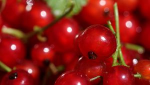 Preview wallpaper red currant, berries, red, macro