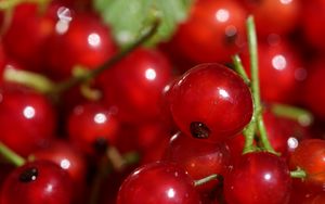 Preview wallpaper red currant, berries, red, macro