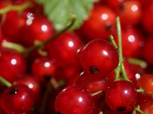 Preview wallpaper red currant, berries, red, macro