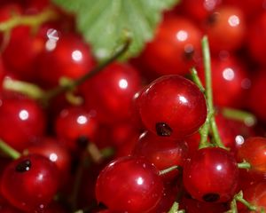 Preview wallpaper red currant, berries, red, macro