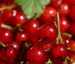 Preview wallpaper red currant, berries, red, macro