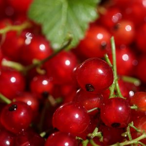 Preview wallpaper red currant, berries, red, macro