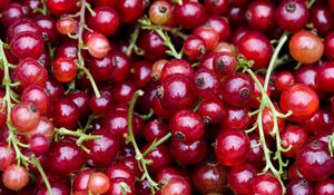 Preview wallpaper red currant, berry, clusters