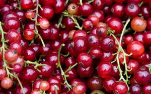 Preview wallpaper red currant, berry, clusters