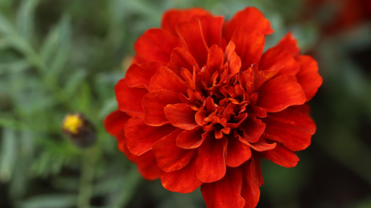 Wallpaper red daisy, daisy, flower, macro, petals, nature, blur