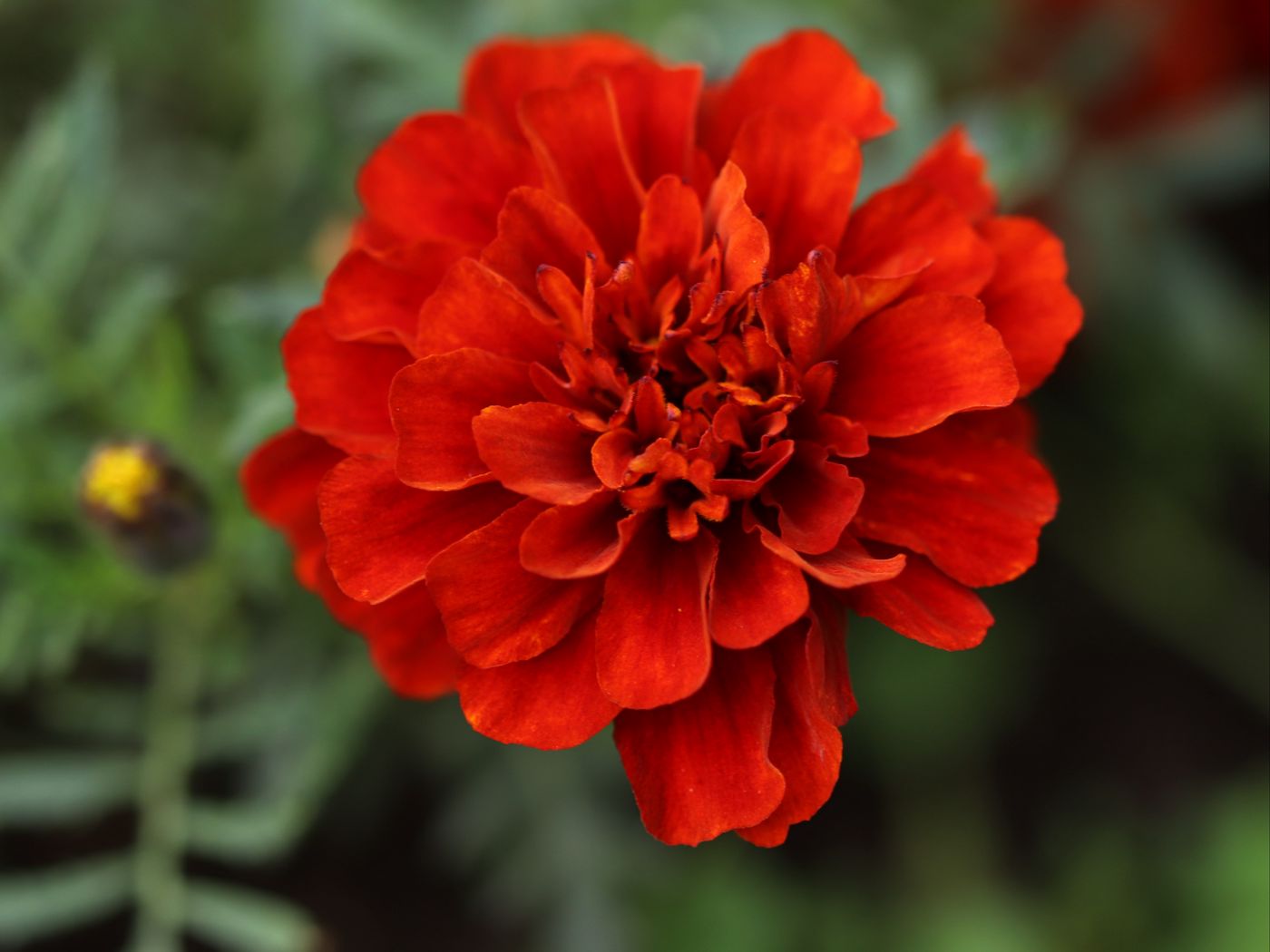 1400x1050 Wallpaper red daisy, daisy, flower, macro, petals, nature, blur