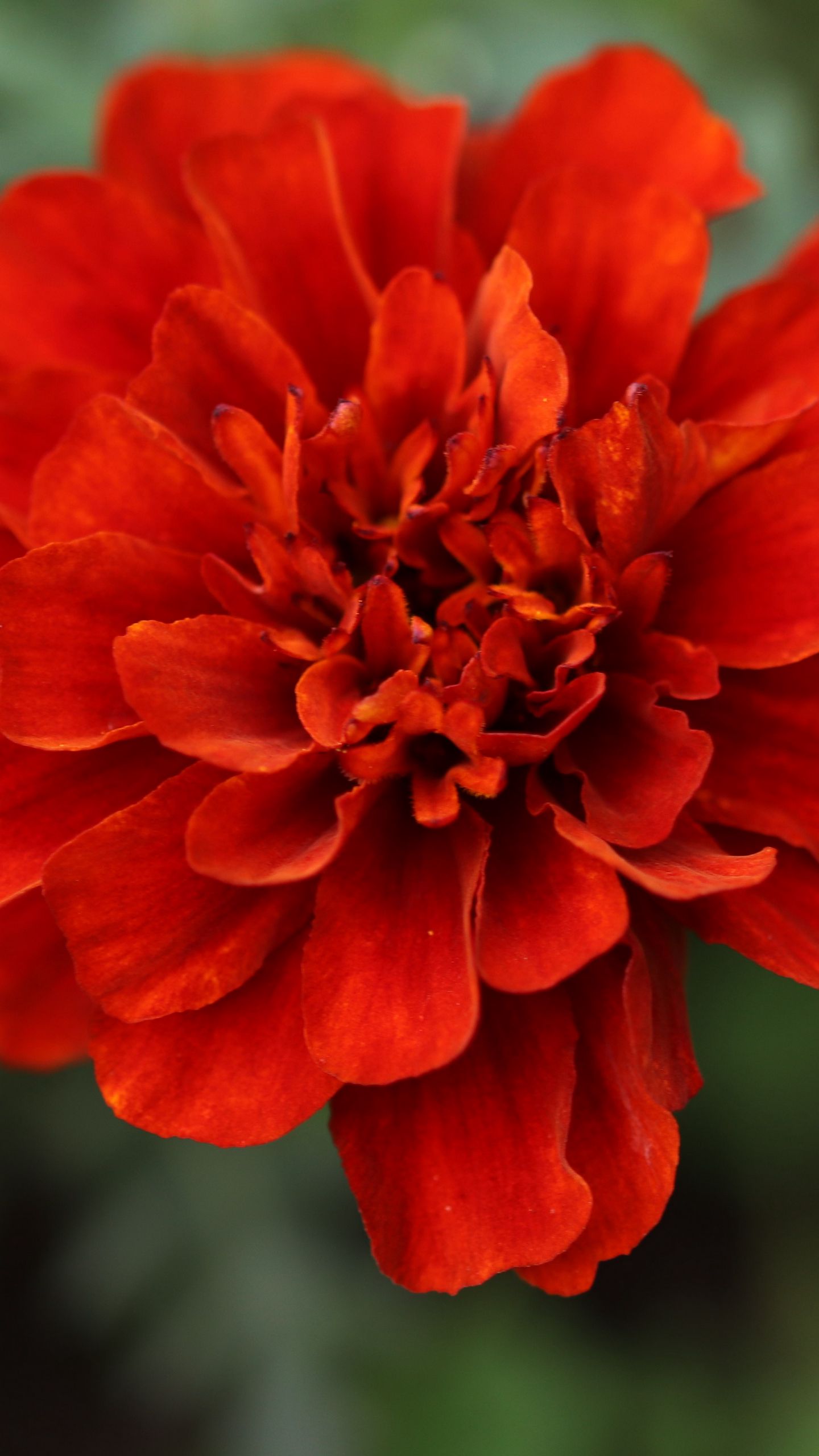 1440x2560 Wallpaper red daisy, daisy, flower, macro, petals, nature, blur