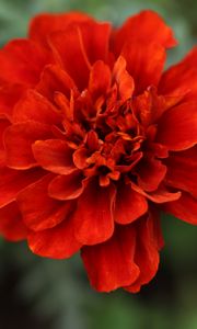 Preview wallpaper red daisy, daisy, flower, macro, petals, nature, blur