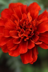 Preview wallpaper red daisy, daisy, flower, macro, petals, nature, blur