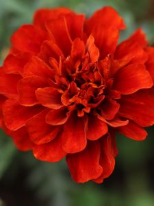 Preview wallpaper red daisy, daisy, flower, macro, petals, nature, blur
